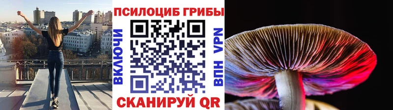 Купить где  Сураж  Галлюциногенные грибы Psilocybine cubensis 